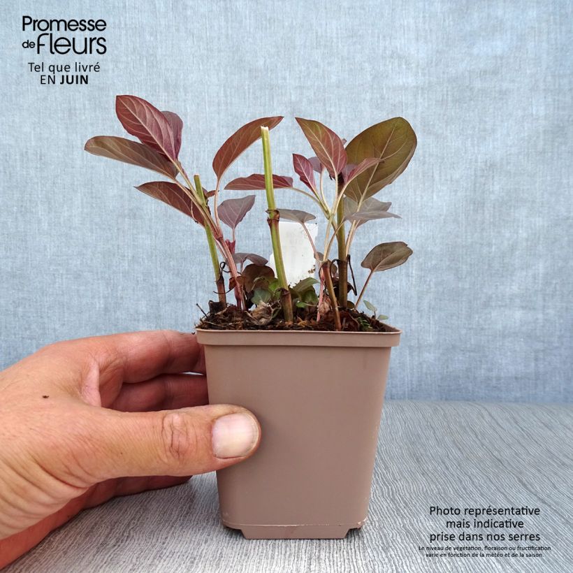 Spécimen de Lysimachia ciliata Fire Cracker Godet de 8/9 cm tel que livré en été