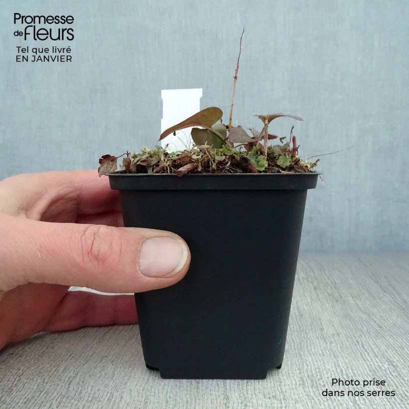 Spécimen de Lysimachia ciliata Fire Cracker tel que livré en hiver