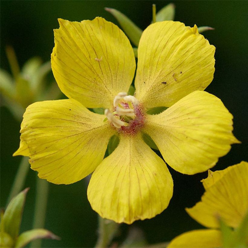 Lysimachia ciliata Fire Cracker (Floraison)