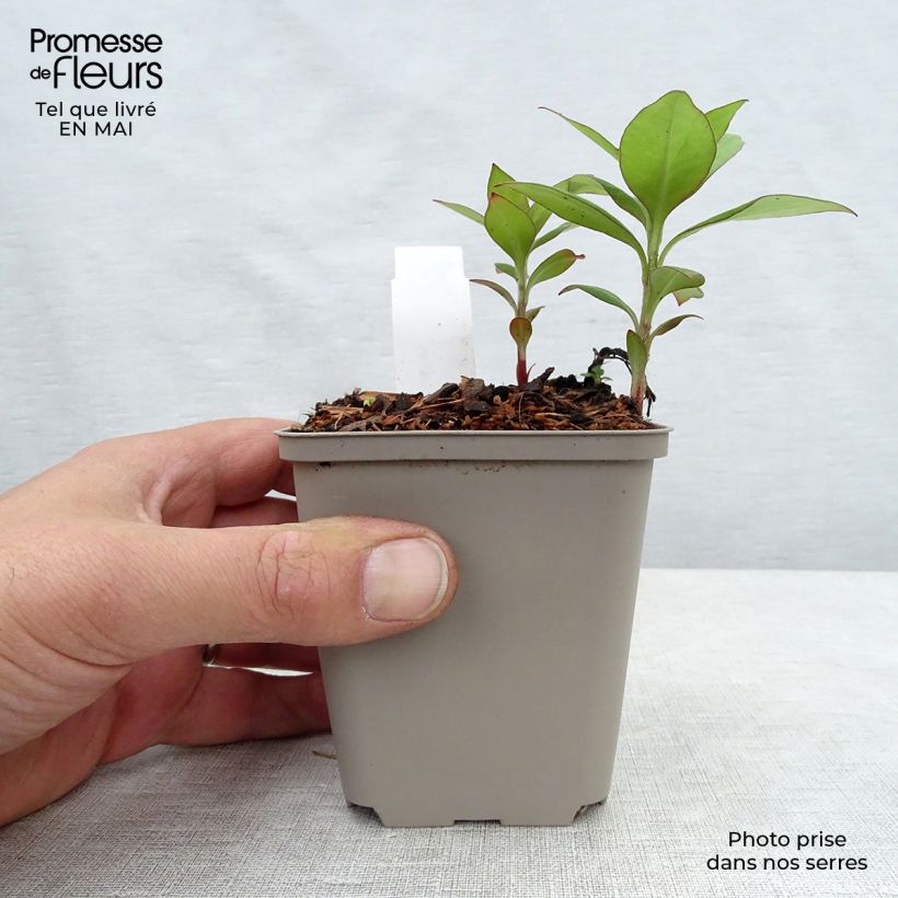 Spécimen de Lysimachia clethroïdes - Lysimaque de chine Godet de 9cm tel que livré au printemps