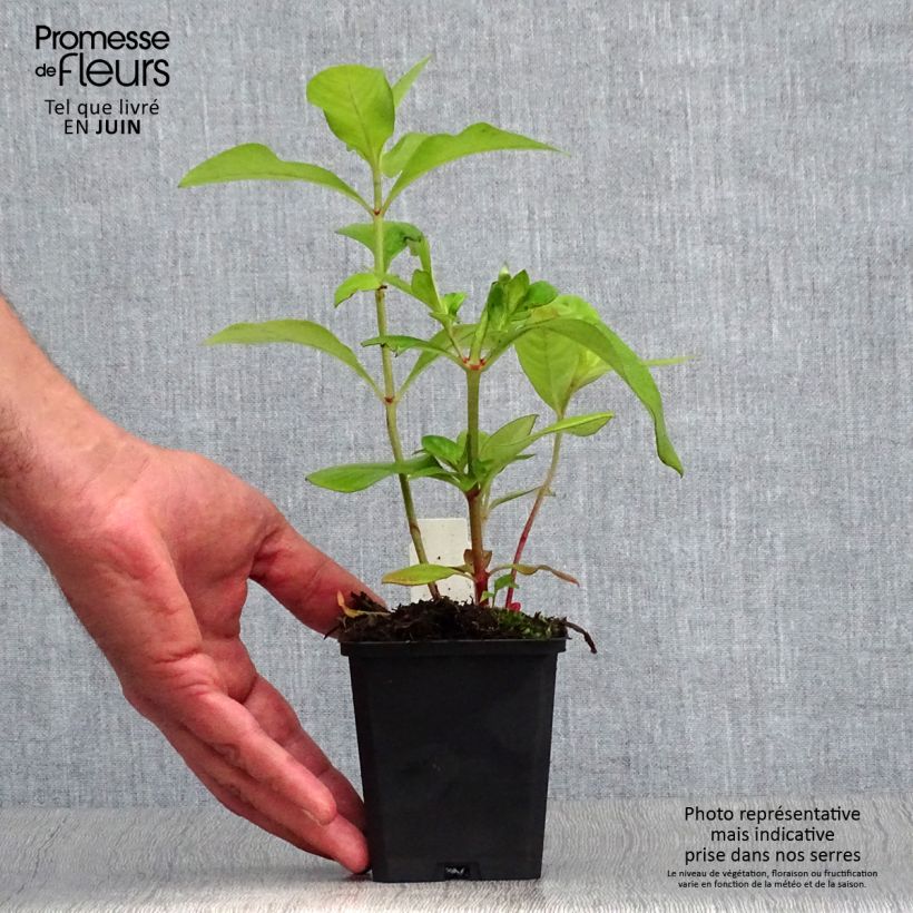 Spécimen de Lysimachia clethroïdes - Lysimaque de chine Godet de 8/9 cm tel que livré en été