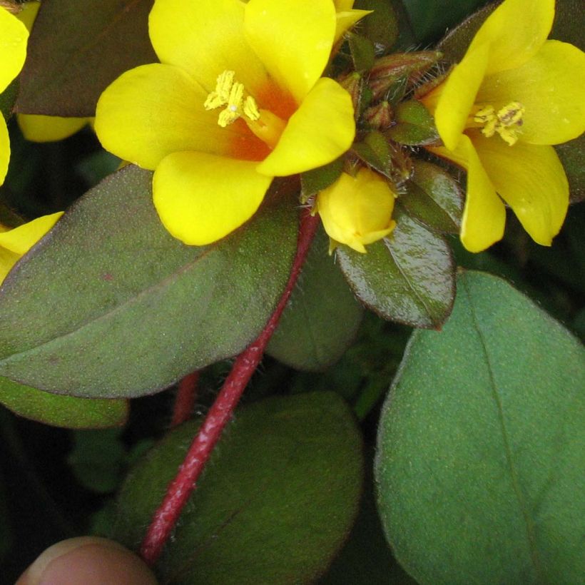 Lysimachia congestiflora - Lysimache  (Feuillage)