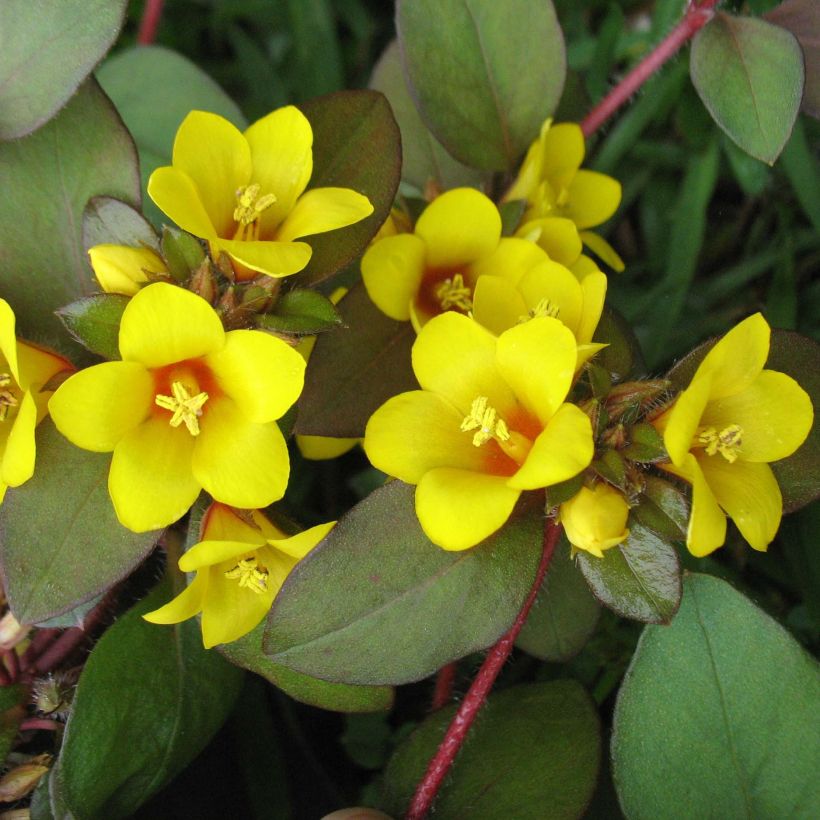 Lysimachia congestiflora - Lysimache  (Floraison)