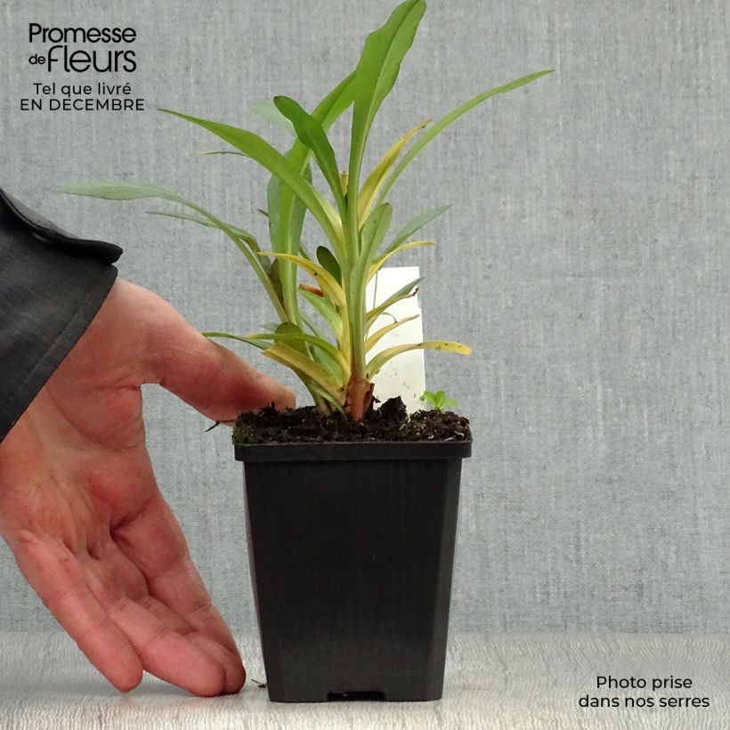 Spécimen de Lysimachia ephemerum - Lysimaque ephémère tel que livré en hiver