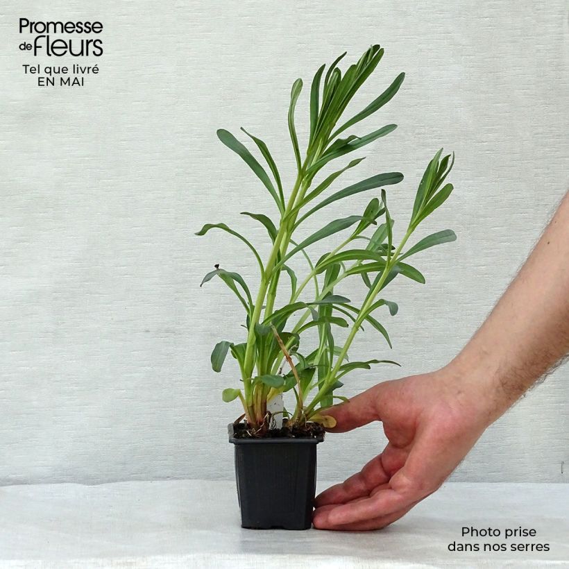 Spécimen de Lysimachia ephemerum - Lysimaque ephémère Godet de 9cm tel que livré au printemps