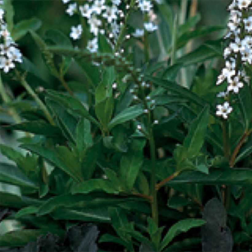 Lysimachia fortunei - Lysimaque (Feuillage)