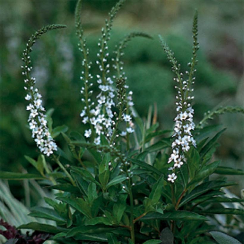 Lysimachia fortunei - Lysimaque (Floraison)