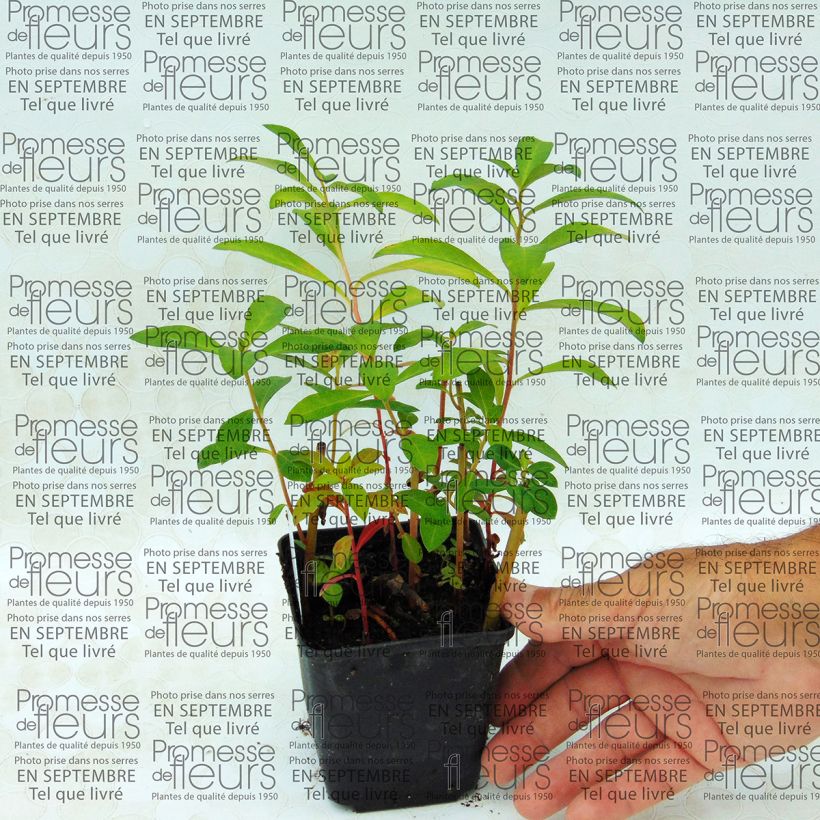 Exemple de spécimen de Lysimachia fortunei - Lysimaque Godet de 9cm tel que livré