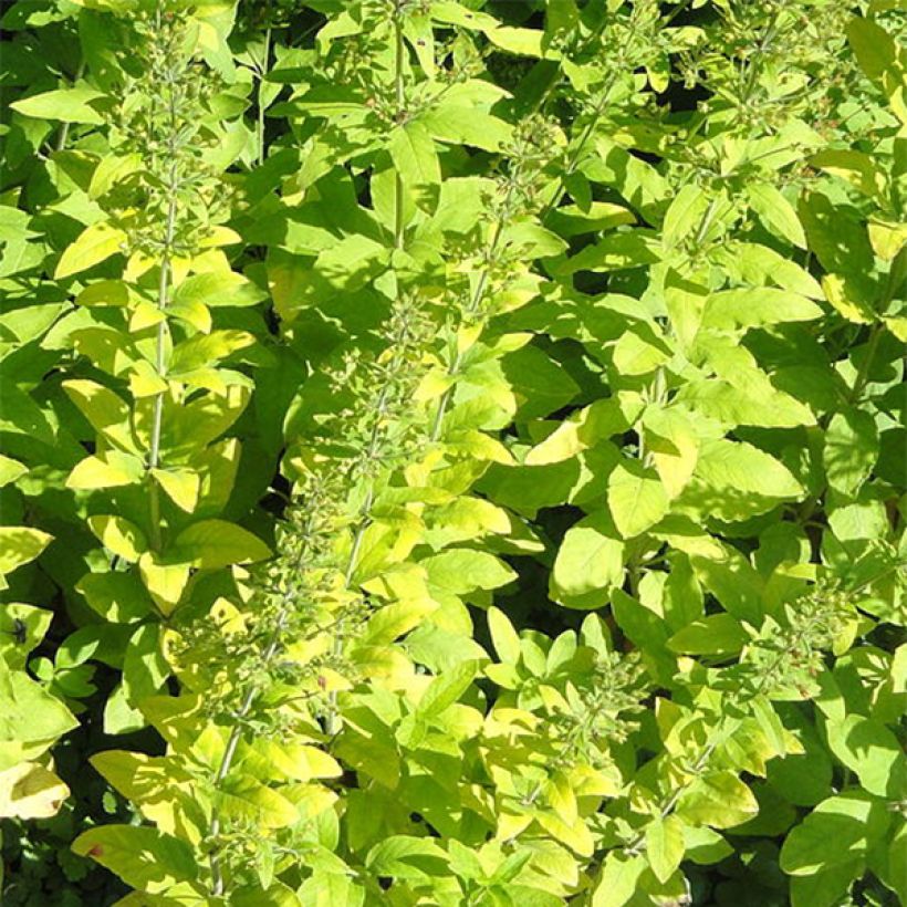 Lysimachia lichiangensis, Lysimaque (Feuillage)