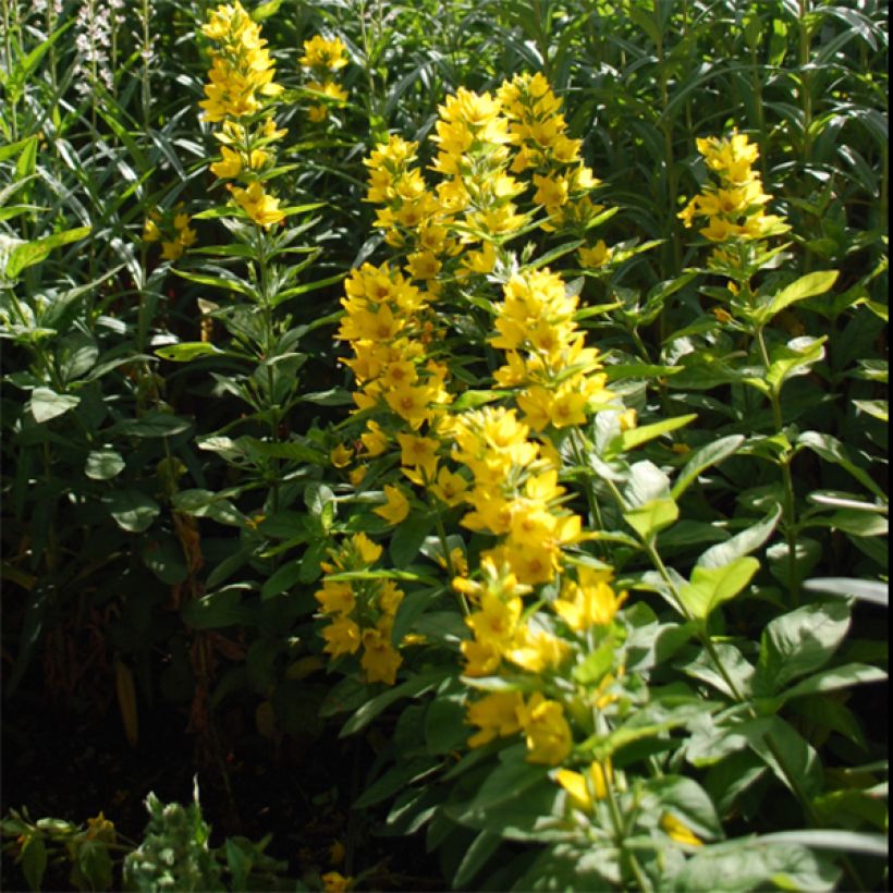 Lysimachia lichiangensis, Lysimaque (Floraison)