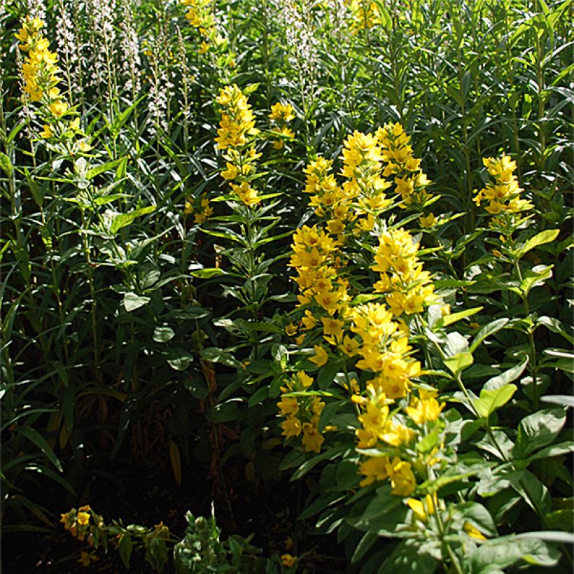 Lysimachia lichiangensis, Lysimaque (Port)