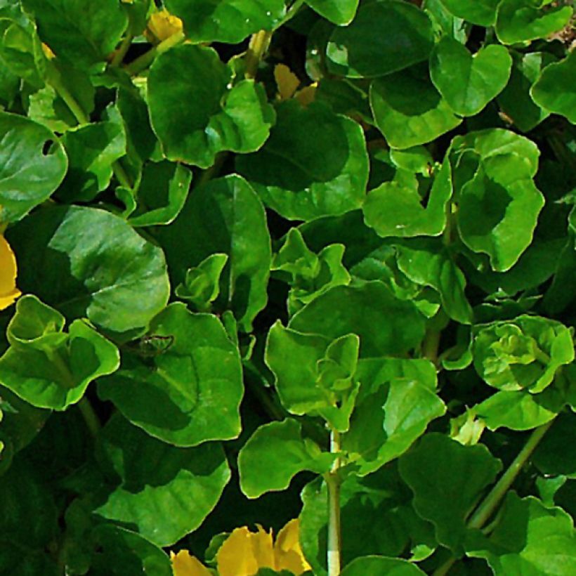 Lysimachia nummularia - Herbe aux écus (Feuillage)