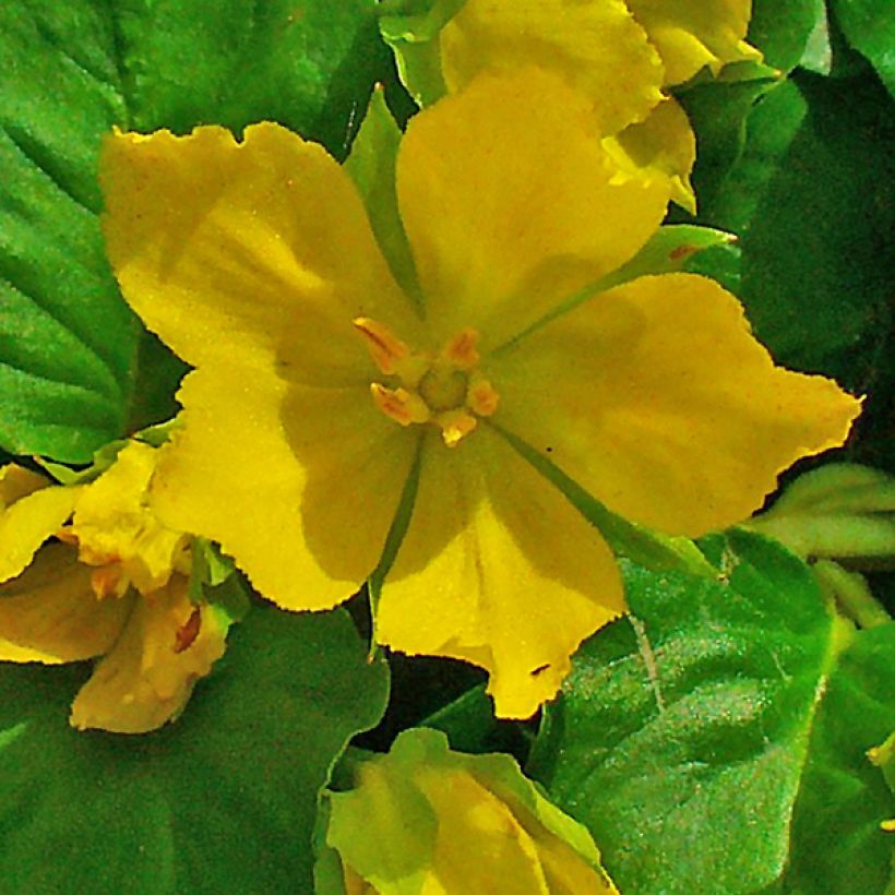 Lysimachia nummularia - Herbe aux écus (Floraison)