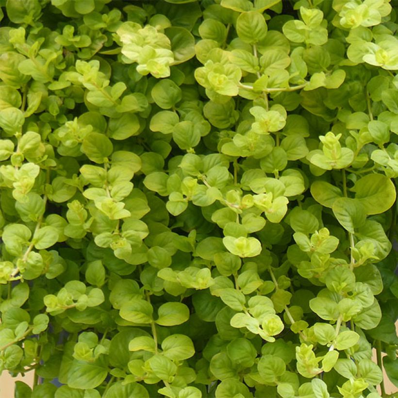 Lysimachia nummularia Goldilocks - Herbe aux écus (Feuillage)