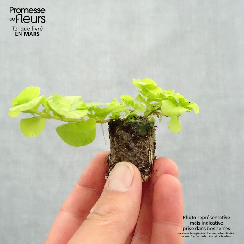 Spécimen de Lysimachia nummularia Goldilocks - Herbe aux écus Mini-motte 4 cm tel que livré au printemps