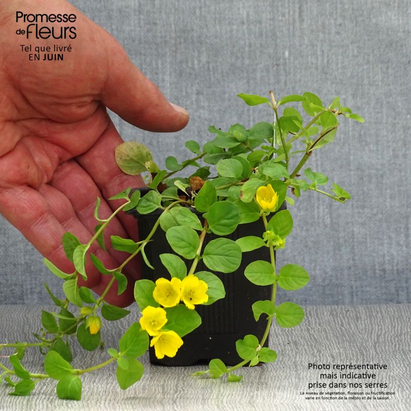 Spécimen de Lysimachia nummularia - Herbe aux écus Godet de 8/9 cm tel que livré en été