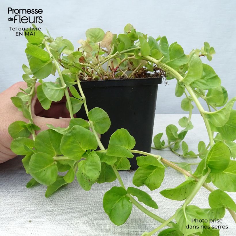 Spécimen de Lysimachia nummularia - Herbe aux écus  tel que livré au printemps