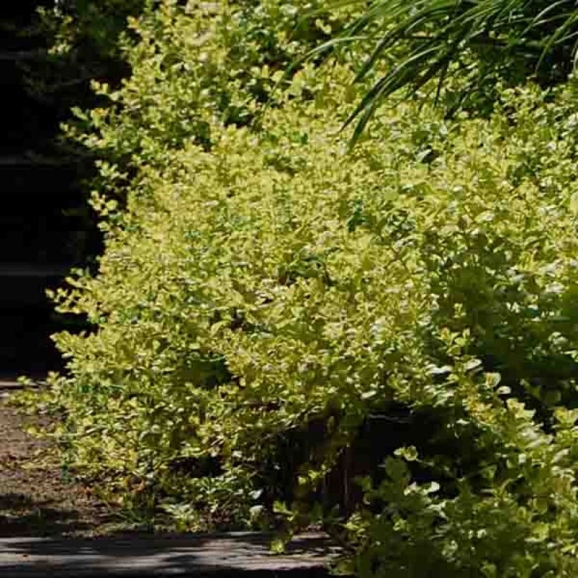 Lysimachia nummularia aurea (Port)