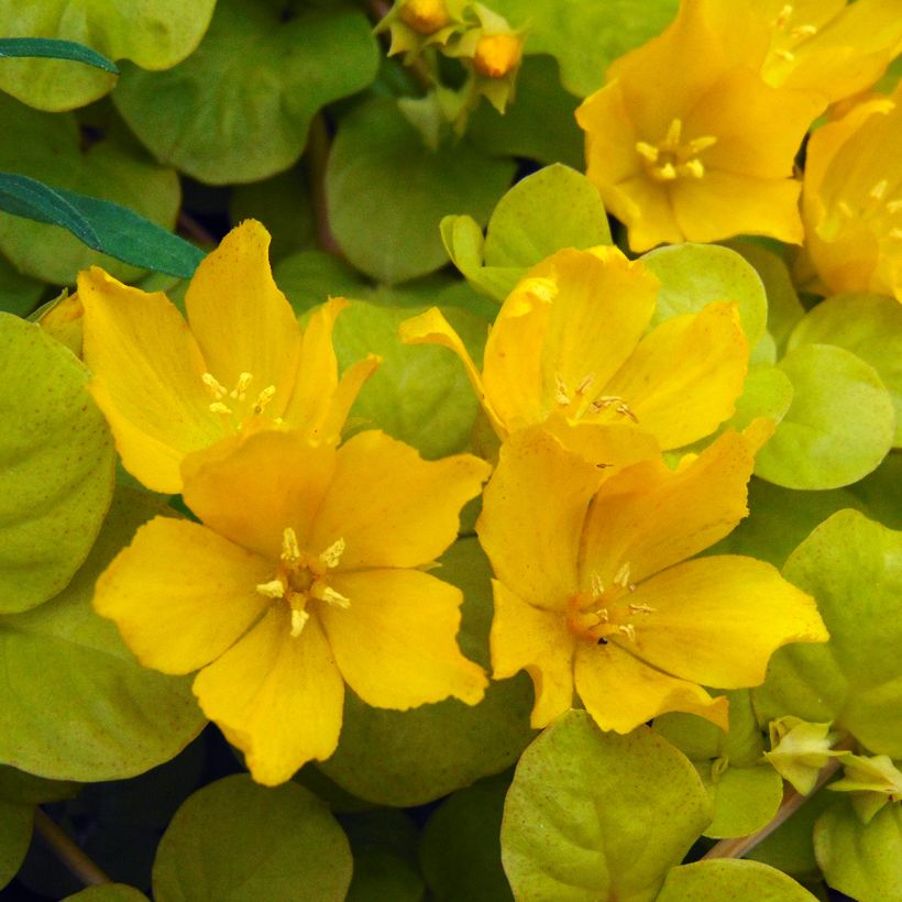 Lysimachia nummularia aurea (Floraison)