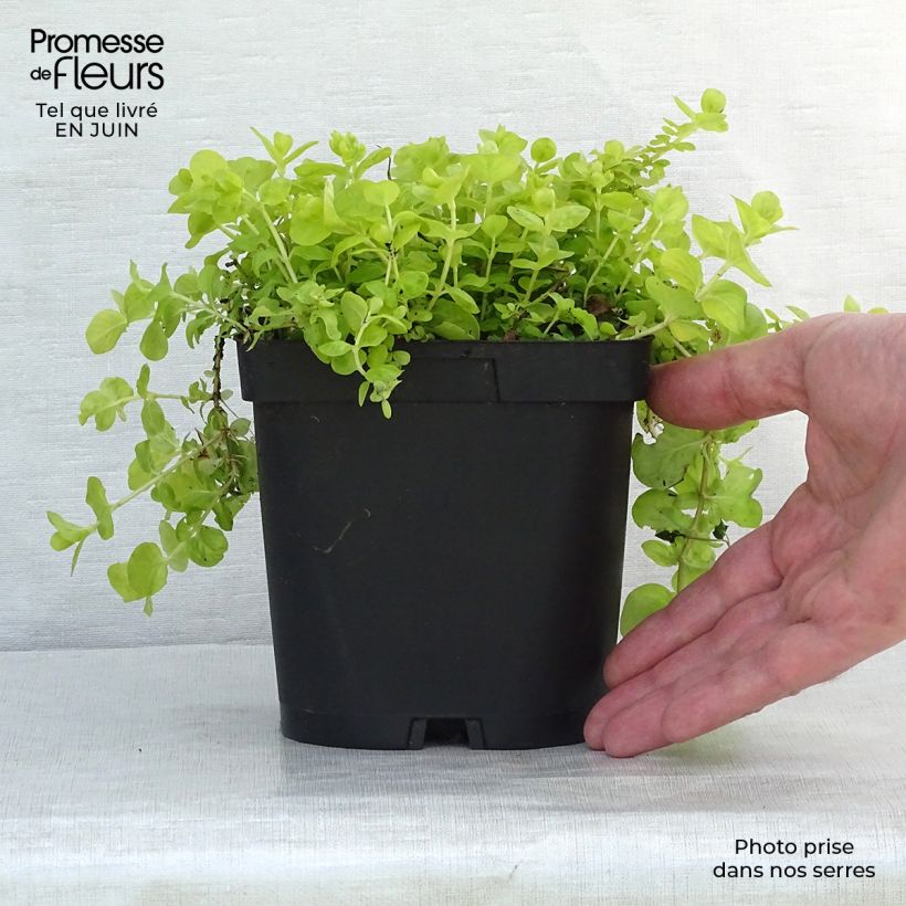 Spécimen de Lysimachia nummularia aurea Godet de 8/9 cm tel que livré en été