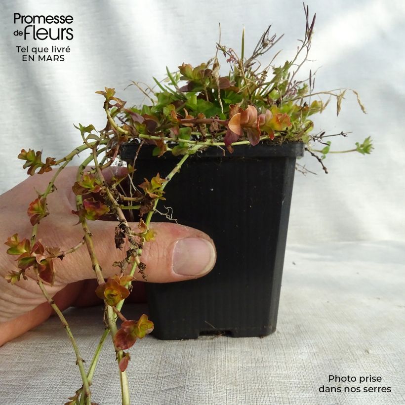 Spécimen de Lysimachia nummularia aurea Godet de 9cm tel que livré au printemps