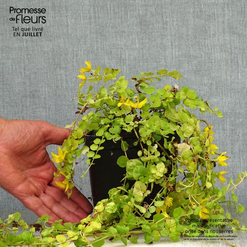 Spécimen de Lysimachia nummularia aurea Pot de 2L/3L tel que livré en été