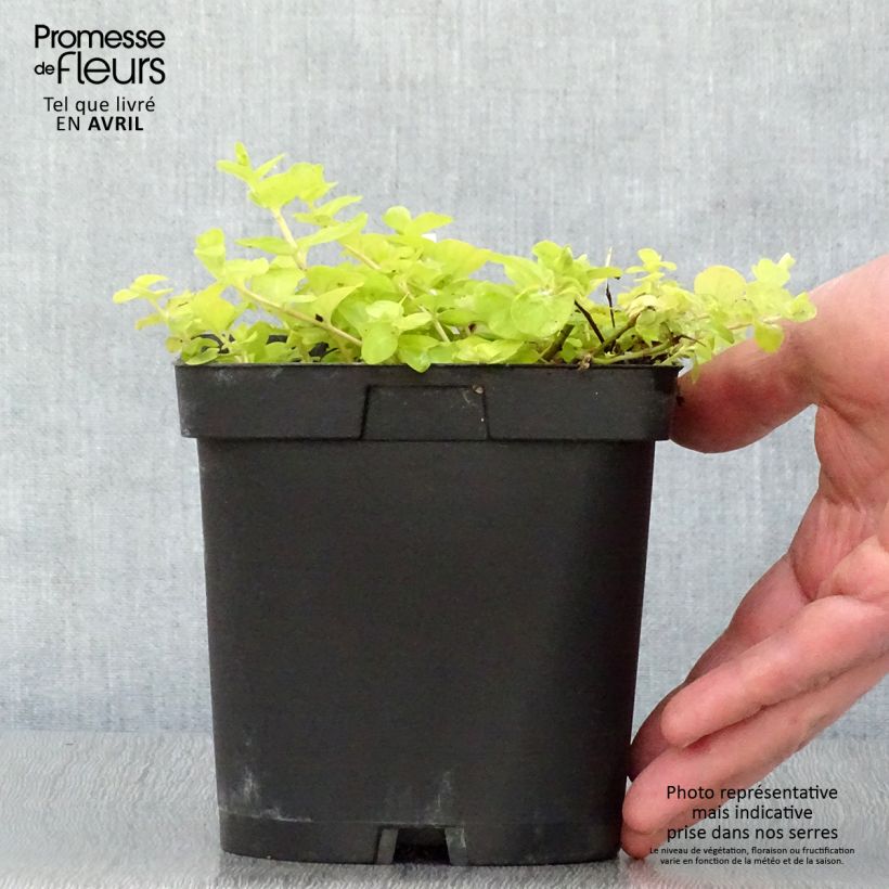 Spécimen de Lysimachia nummularia aurea pot de 2/3 L tel que livré au printemps