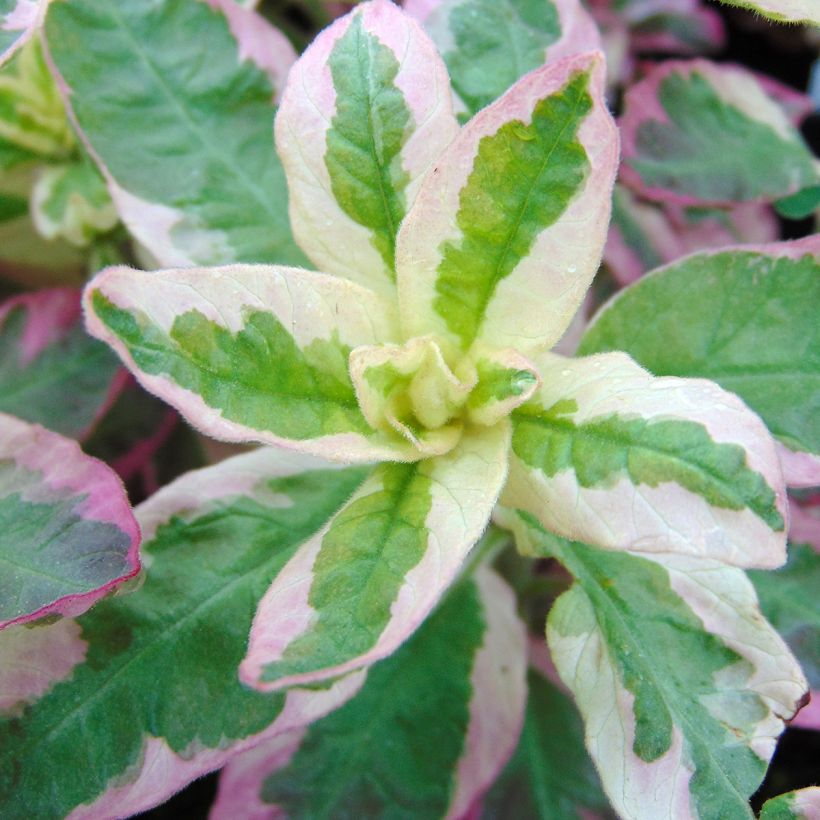 Lysimachia punctata Alexander - Lysimaque panachée (Feuillage)