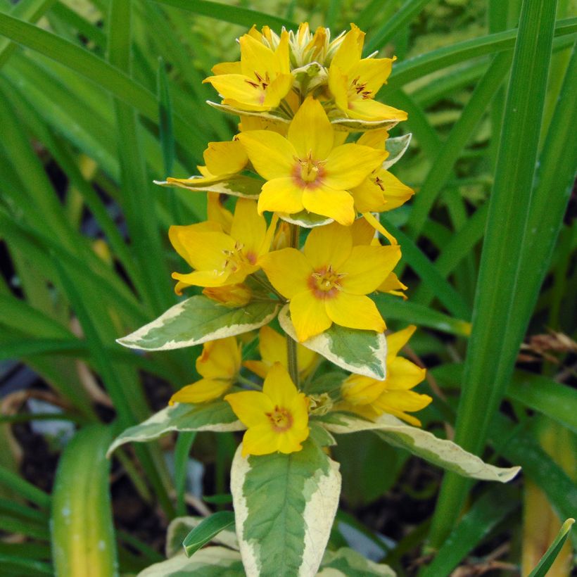 Lysimachia punctata Alexander - Lysimaque panachée (Floraison)