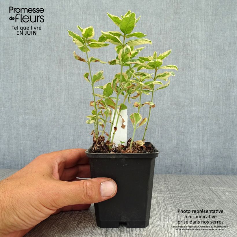 Spécimen de Lysimachia punctata Alexander - Lysimaque panachée Godet de 8/9 cm tel que livré en été