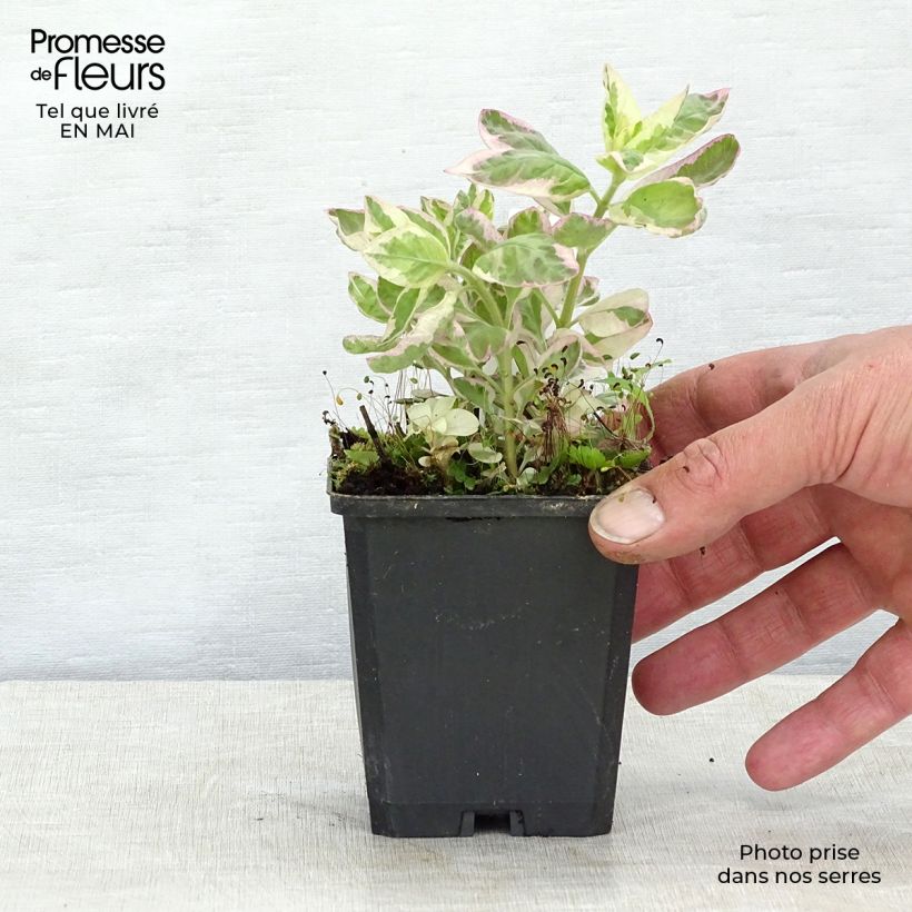 Spécimen de Lysimachia punctata Alexander - Lysimaque panachée Godet de 9cm tel que livré au printemps