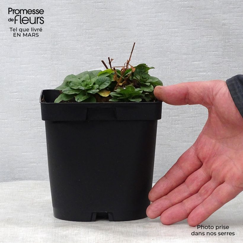 Spécimen de Lysimachia punctata - Lysimaque ponctuée en pot de 2/3 litres tel que livré au printemps