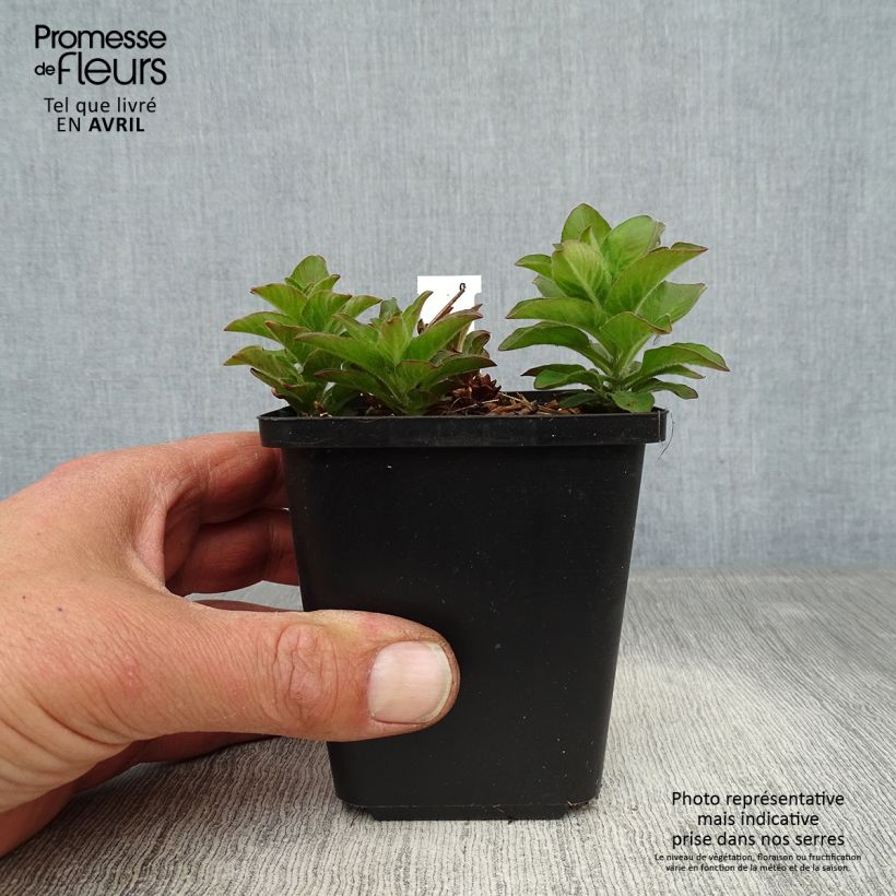 Spécimen de Lysimachia punctata - Lysimaque ponctuée en pot de 9 cm tel que livré au printemps