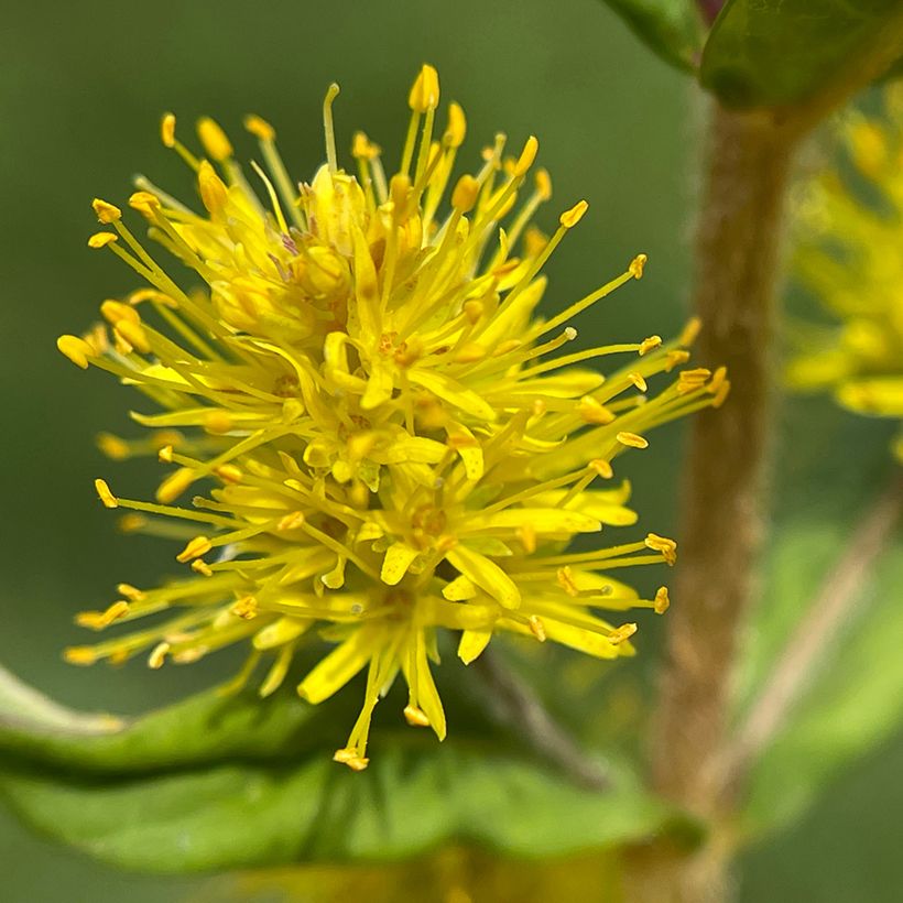 Lysimachia thyrsiflora - Lysimaque à fleurs en thyrse (Floraison)