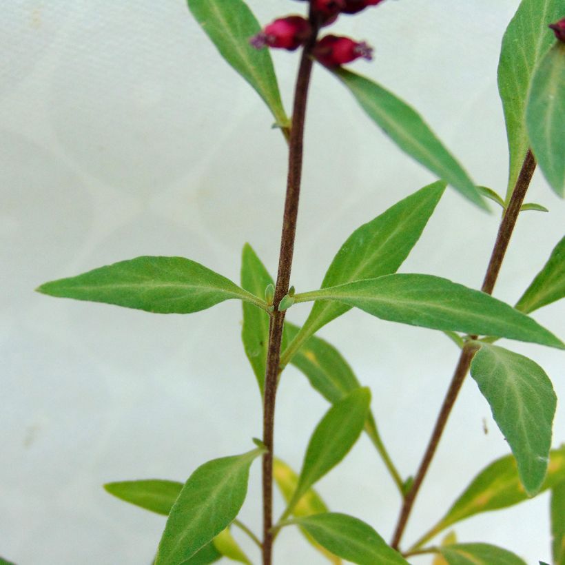 Lysimaque pourpre - Lysimachia atropurpurea Beaujolais (Feuillage)