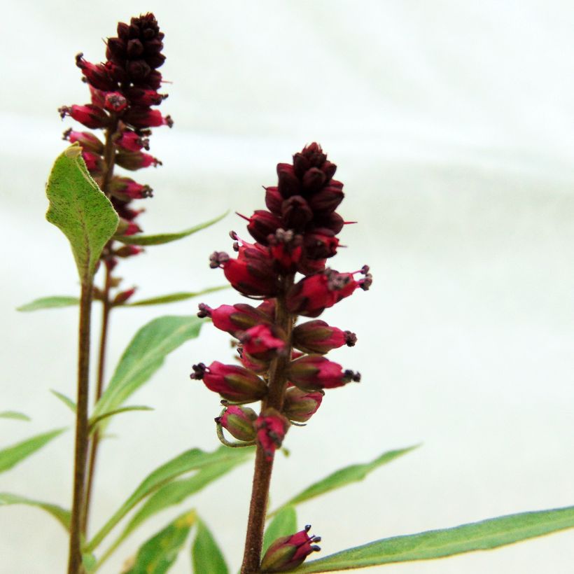 Lysimaque pourpre - Lysimachia atropurpurea Beaujolais (Floraison)