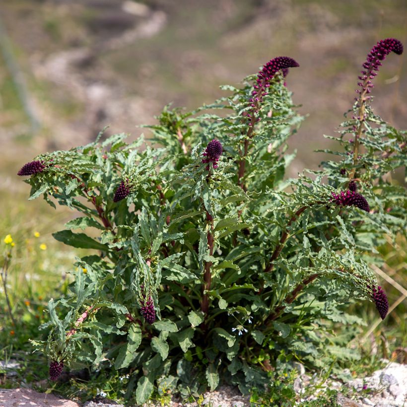 Lysimaque pourpre - Lysimachia atropurpurea Beaujolais (Port)