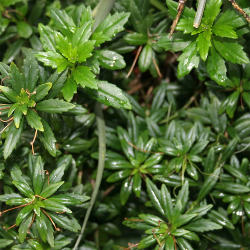 Lysionotus pauciflorus (Feuillage)