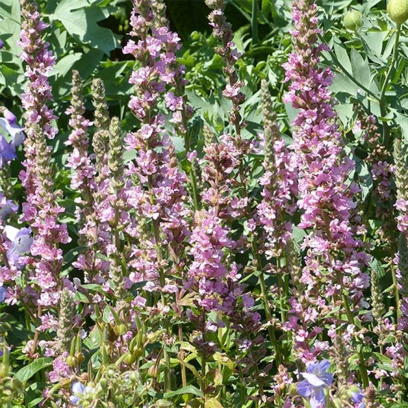 Lythrum salicaria Blush - Salicaire commune (Floraison)