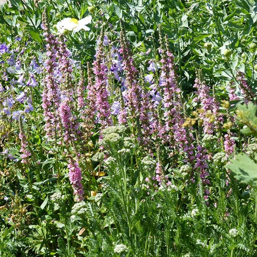 Lythrum salicaria Blush - Salicaire commune (Port)