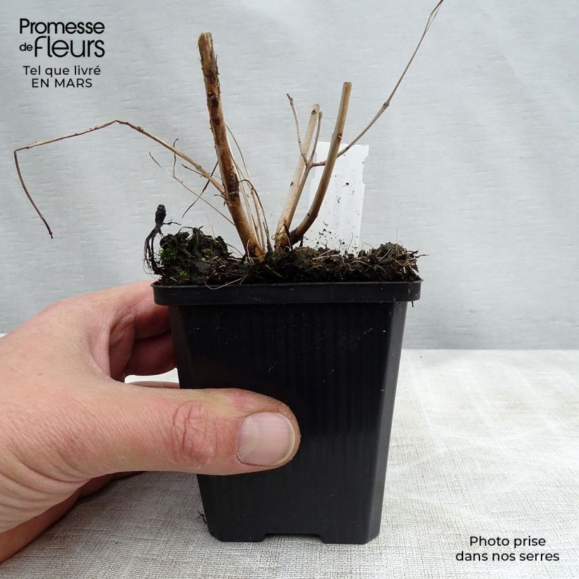 Spécimen de Lythrum salicaria Blush - Salicaire commune Godet de 9cm tel que livré au printemps