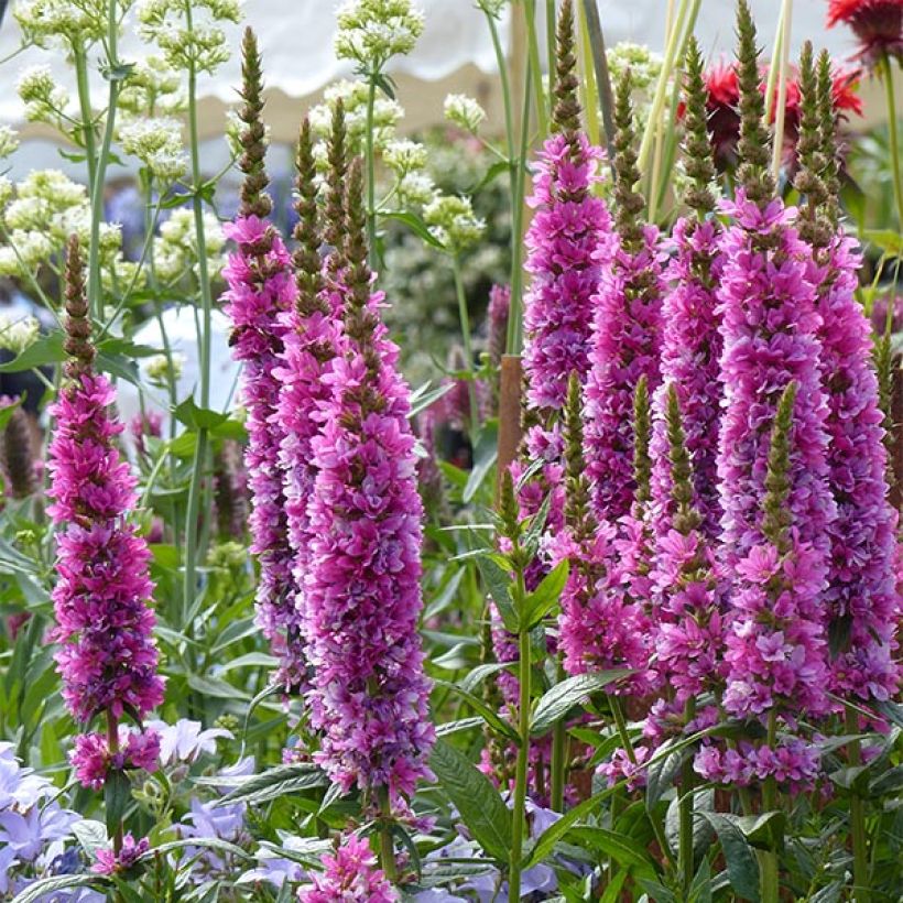 Lythrum salicaria Robert - Salicaire commune (Floraison)