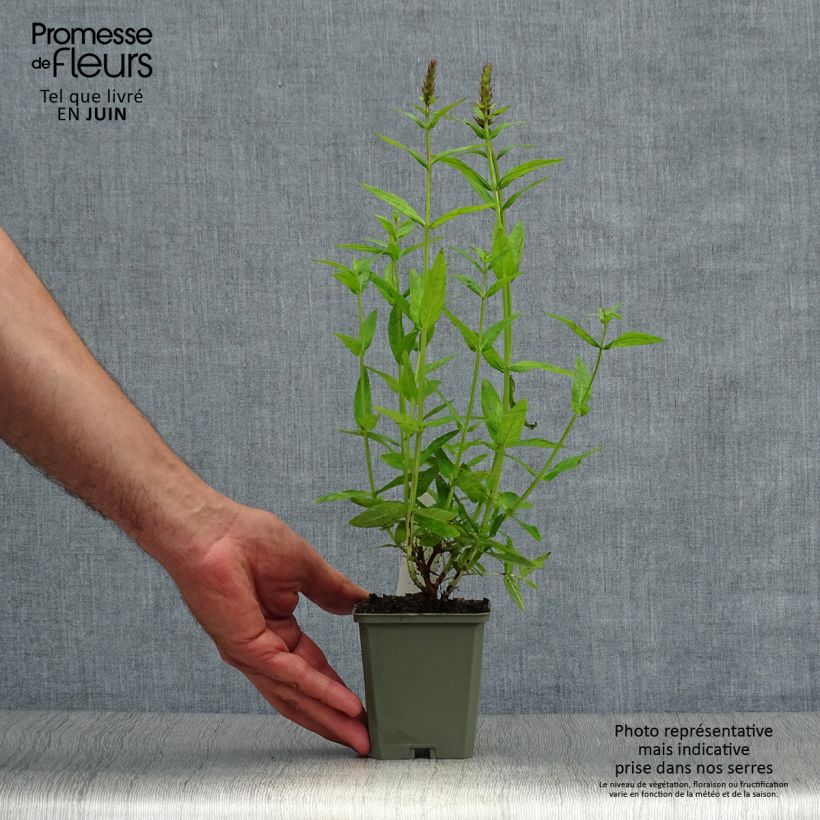 Spécimen de Lythrum salicaria Robert - Salicaire commune Godet de 8/9 cm tel que livré en été