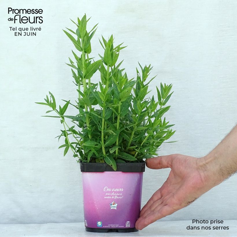 Spécimen de Lythrum salicaria Robert - Salicaire commune Pot de 2L/3L tel que livré en été