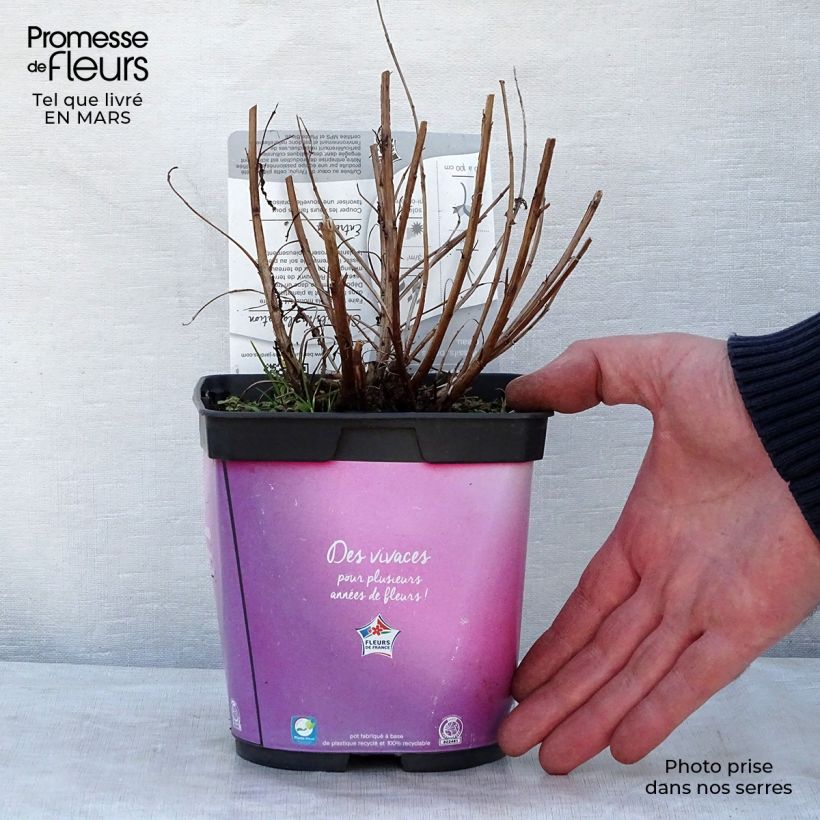 Spécimen de Lythrum salicaria Robert - Salicaire commune en pot de 2/3 litres tel que livré au printemps