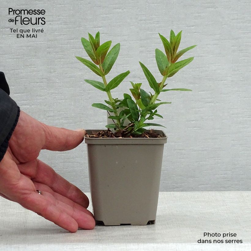 Spécimen de Lythrum salicaria Robert - Salicaire commune en godet de 9 cm tel que livré au printemps