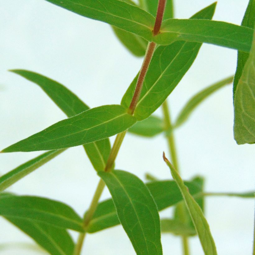 Lythrum salicaria - Salicaire (Feuillage)
