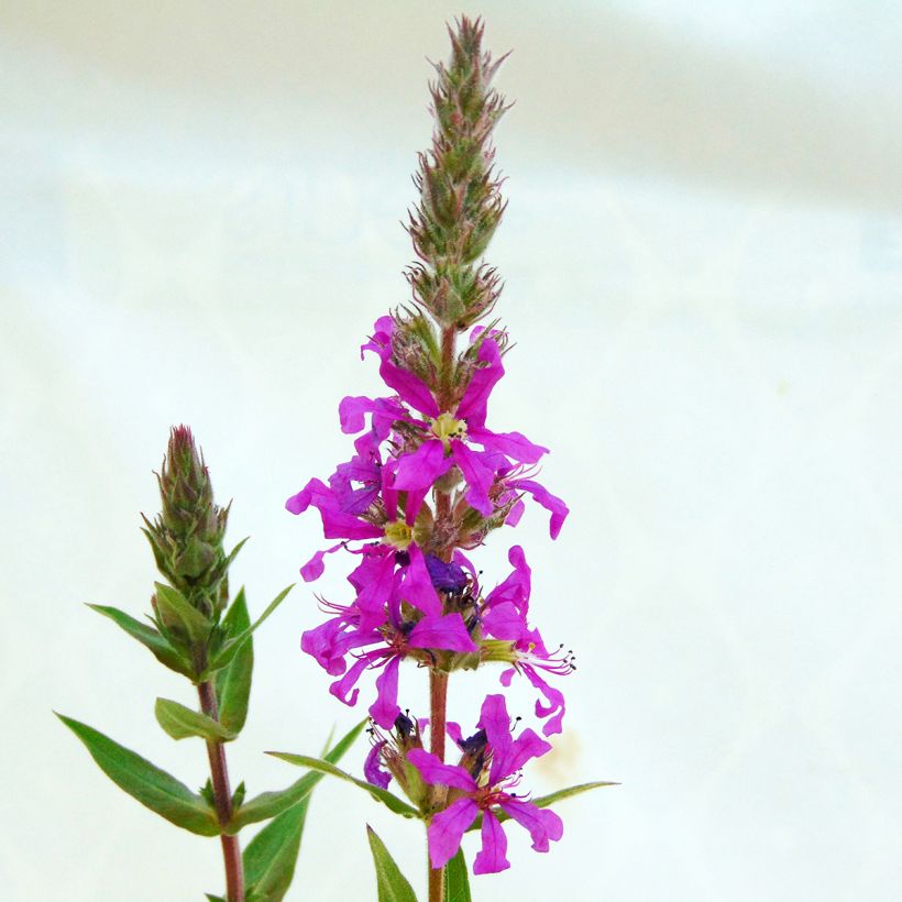 Lythrum salicaria - Salicaire (Floraison)