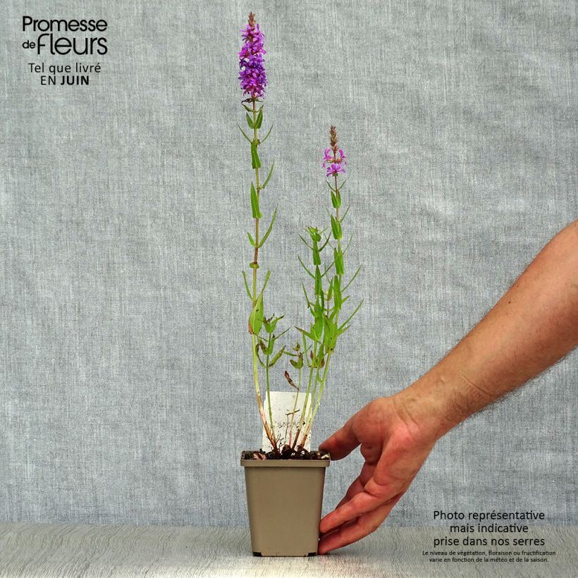 Spécimen de Lythrum salicaria - Salicaire Godet de 8/9 cm tel que livré en été