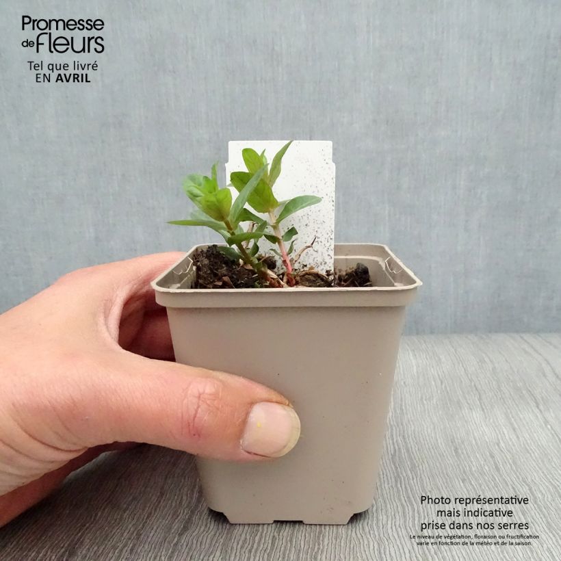Spécimen de Lythrum salicaria - Salicaire en godet de 9 cm tel que livré au printemps